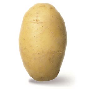 Agria Kartoffel Agria Kartoffel